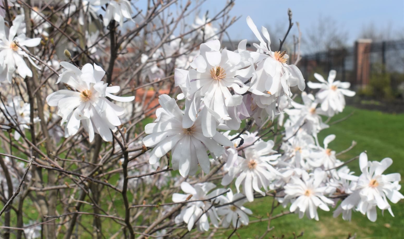 Flowers in the Garden