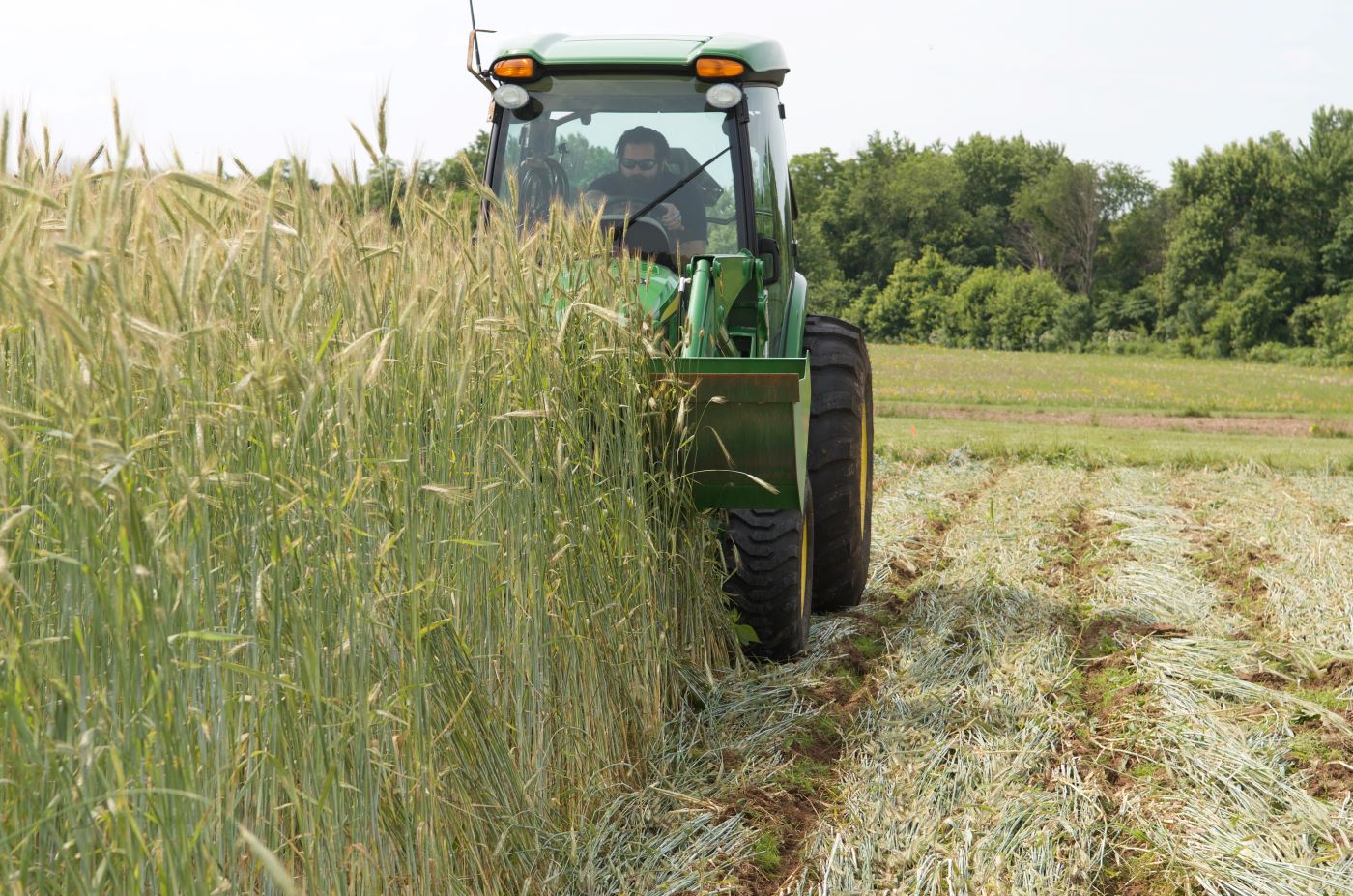 A person driving a farm tractor in a field of crops