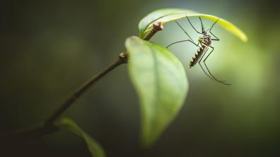 closeup of a mosquito on a green leafy plant