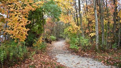 a walking path going into trees with fall colors