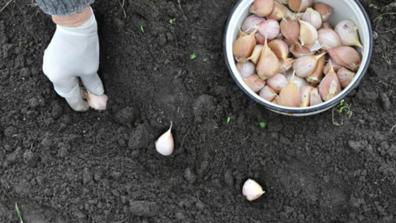 a person wearing a white glove plants garlic cloves