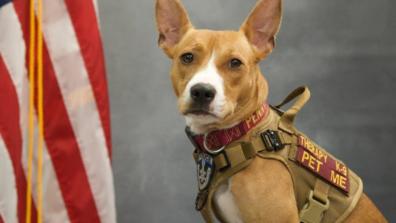 penny k9 therapy dog