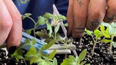 Grafting Heirloom Tomatoes