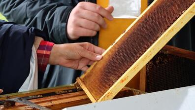 honey bee research at central state university