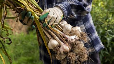 a gardener wearing gloves holds a bunch of garlic during a harvest