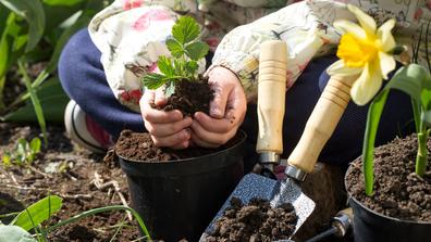 planting flowers in the garden