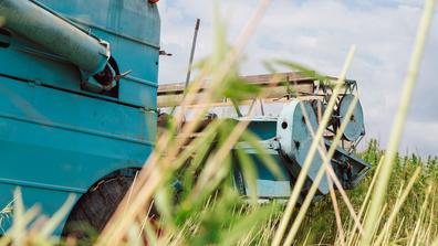 Combine on the field, industrial hemp harvesting season using agricultural machinery