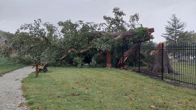 350-year-old Chinquapin oak tree downed at central state university