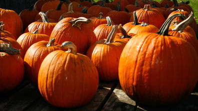 pumpkins