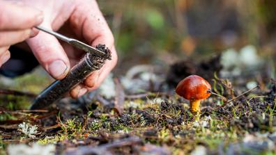 scientist taking a soil, fungi, plant, leaf sample in a test tube. forest research of climate change and sustain forestry