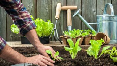 Vegetable Gardening