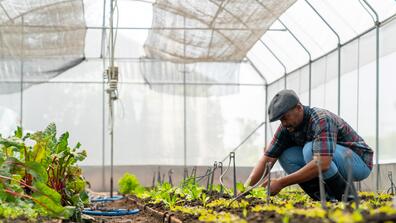 african american farmer growing organic vegetables in a greenhouse