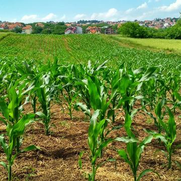 Crops grow at a farm with a clear blue sky in the background