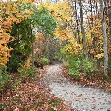 a walking path going into trees with fall colors