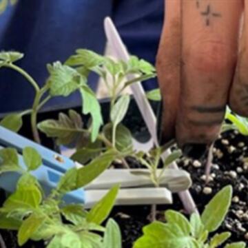 Grafting Heirloom Tomatoes