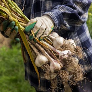 a gardener wearing gloves holds a bunch of garlic during a harvest