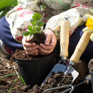 planting flowers in the garden