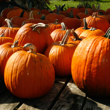 pumpkins