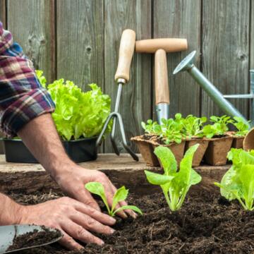 Vegetable Gardening