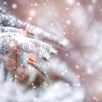 Frosty winter landscape in snowy forest