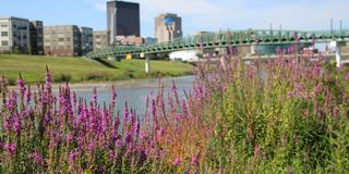 Dayton Ohio with flowers in the foreground