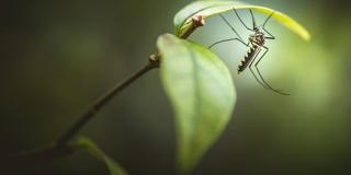 closeup of a mosquito on a green leafy plant