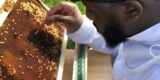 an african american man works with a honeycomb in a research setting at central state university