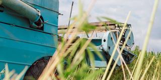 Combine on the field, industrial hemp harvesting season using agricultural machinery