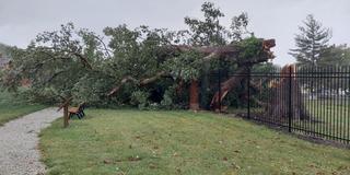 350-year-old Chinquapin oak tree downed at central state university