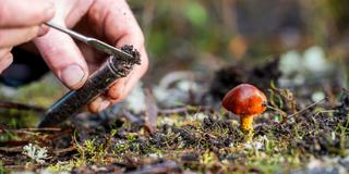 scientist taking a soil, fungi, plant, leaf sample in a test tube. forest research of climate change and sustain forestry