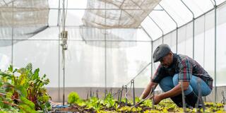 african american farmer growing organic vegetables in a greenhouse