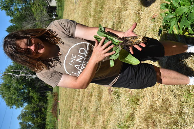 a person holds a silflower at a research plot in Ohio