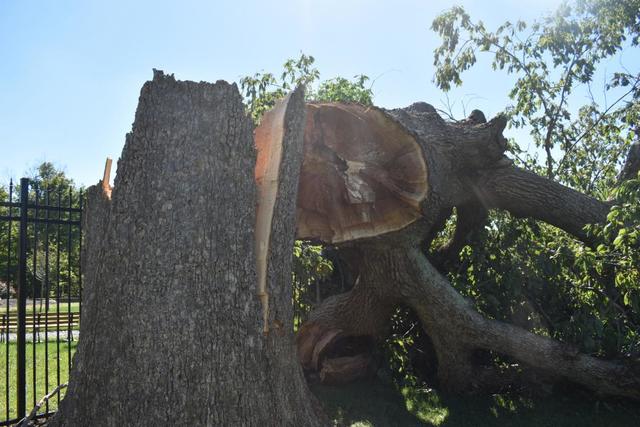 a giant oak tree split on its trunk at the seed to bloom botanical and community garden