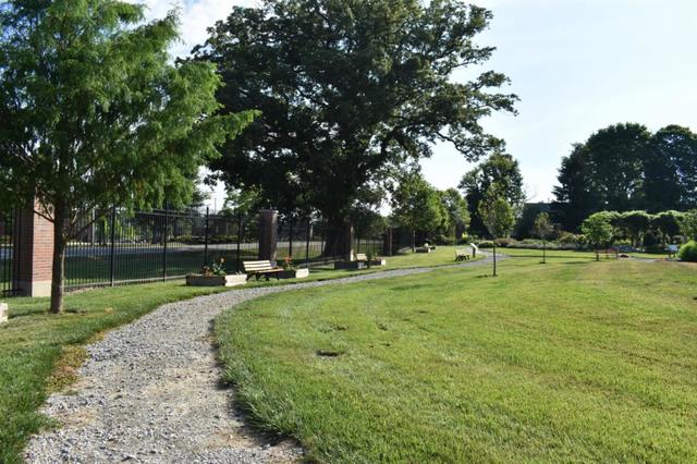 an oak tree stands tall at central state university